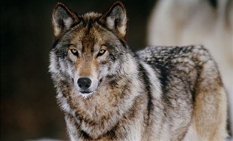Vlci jsou ve Finsku chránní.