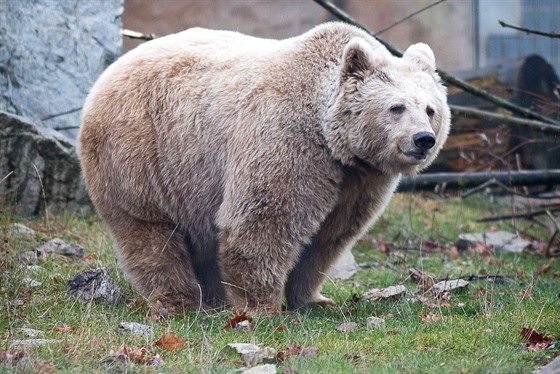 Jihoeská zoologická zahrada v Hluboké nad Vltavou je otevená i pes zimu....