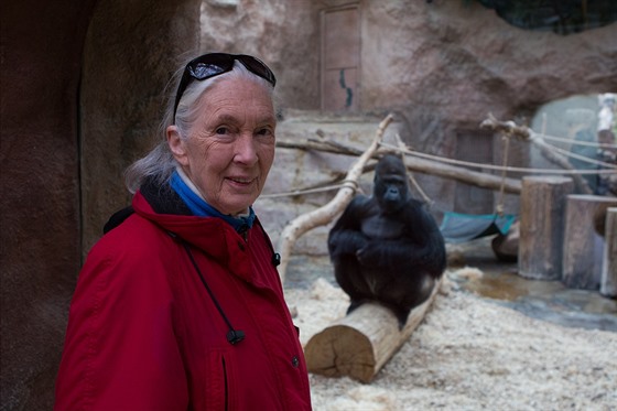 Primatoloka Jane Goodallová v Pavilonu goril Zoo Praha, v pozadí stíbrohbetý...