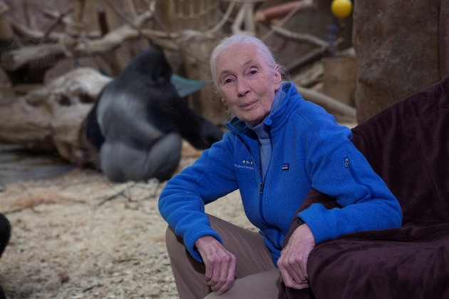 Druhé gorilí mládě pokřtí v pražské zoo slavná primatoložka Jane Goodallová