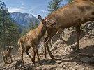 Ti týdny stará mláata pi migraci stáda jelen v Národním parku Yellowstone