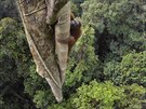Nkteí orangutani na Borneu plhají za ovocem a do výky 30 metr.