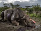 Mrtvý nosoroec dvourohý po útoku paerák v jihoafrické pírodní rezervaci...