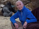 Jane Goodallová v Pavilonu goril praské zoo, v pozadí stíbrohbetý gorilí...