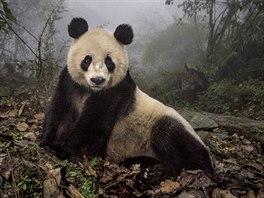 Vyrstala v zajetí, te si zvyká na ivot v divoin. estnáctiletá panda v...