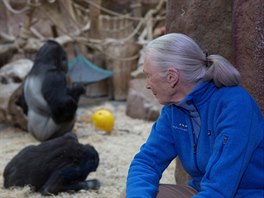 Jane Goodallov pozoruje praskou skupinu goril.
