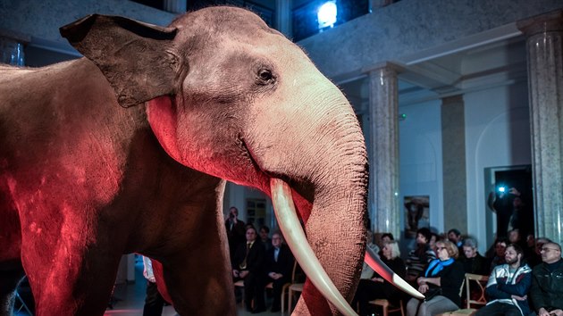 Preparát slona Calvina již stojí v opavském muzeu. 