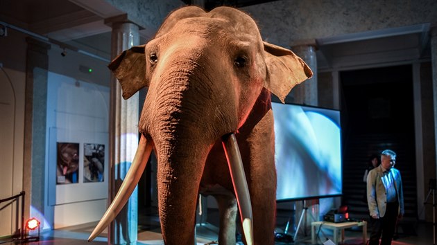 Preparát slona Calvina již stojí v opavském muzeu. 