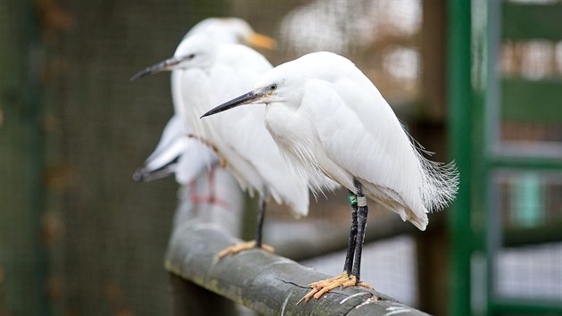 Jihoesk zoologick zahrada v Hlubok nad Vltavou je oteven i pes zimu. Uvidte v n napklad volavky stbit.