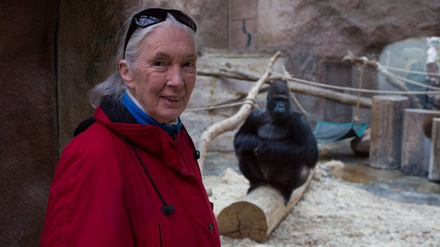 Primatoložka Jane Goodallová v Pavilonu goril Zoo Praha, v pozadí stříbrohřbetý gorilí samec Richard.