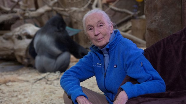 Jane Goodallová v Pavilonu goril pražské zoo, v pozadí stříbrohřbetý gorilí samec Richard.