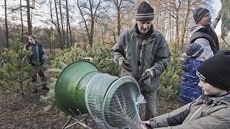 Prodej vánoních stromk u plzeského rybníku Koiná