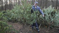 Prodej vánoních stromk u plzeského rybníku Koiná