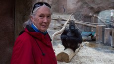 Primatoloka Jane Goodallová v Pavilonu goril Zoo Praha, v pozadí stíbrohbetý...