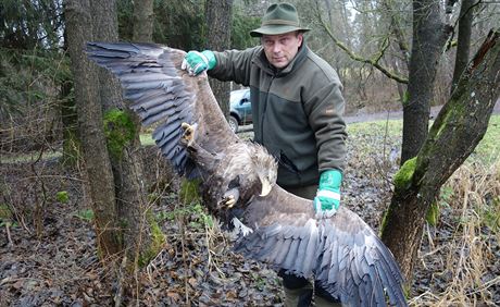 Myslivecký hospodá Martin Ábel ukazuje druhého orla moského, kterého nalezli...
