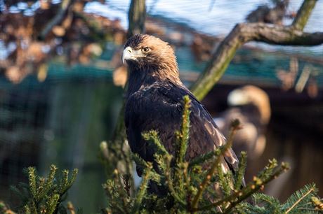 Orel královský (Aquila heliaca) obývá otevené krajiny s osamocenými stromy od...