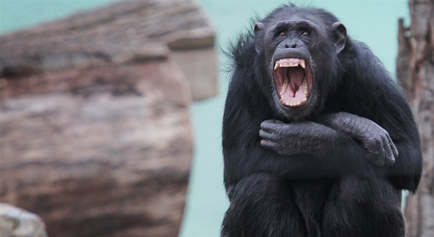 Šimpanz utekl ze zoo v Charkově. V dešti si přišel pro bundu a vrátil se