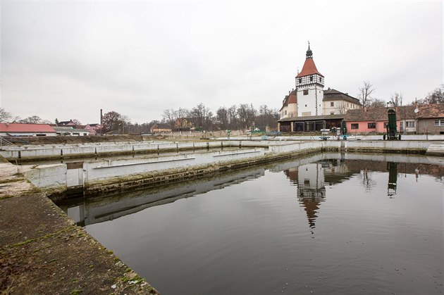 V Blatné zpracovávají lososy z Norska i jihoeské kapry.