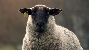 Géniové přírody - Ovce