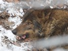 Krmení vlk v jihlavské Zoo