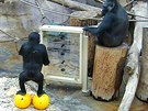 Vánoní hlavolam dává gorilám zabrat