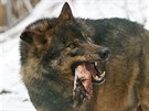 Krmení vlk v jihlavské zoologické zahrad.