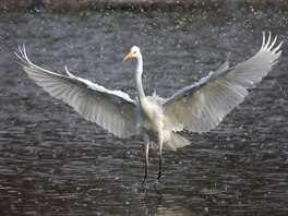 Volavka bílá na rybníku Dvořiště.