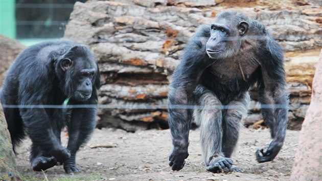 Plzesk zoologick zahrada otevela opraven a rozen venkovn vbh impanz. (23. prosince 2016)