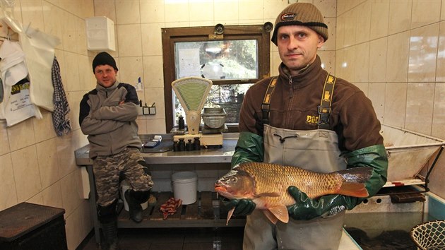 Ji Frydrych prodv ryby s ostatnmi kolegy u krnovskho Petrova rybnka. Prce ped listopadovm vlovem pro nj zaala u v polovin jna startem postupnho vypoutn rybnka.