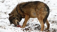 Krmení vlk v jihlavské zoologické zahrad.