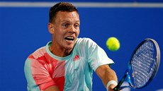 Tomá Berdych na exhibiním turnaji v Abú Zabí.