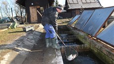 Lubo Benedik prodává ryby u krnovského Petrova rybníka. Práce ped...