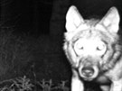 Jedna z nastraench fotopast nedaleko Abertam zachytila ptomnost vlka v...