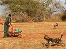 Psi hyenovití v národním parku Mkomazi.