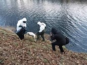 V Ivančicích našli u řeky další mrtvé labutě