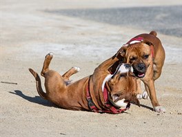 ARGO: Na vyhlazování vrásek jsem kadet kámo, to chce techniku a tu já...