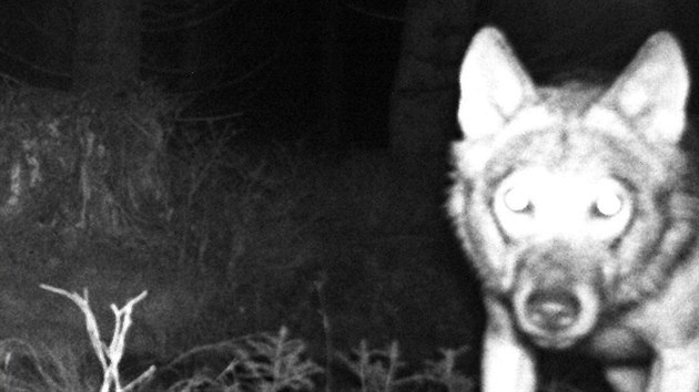 Jedna z nastraench fotopast nedaleko Abertam zachytila ptomnost vlka v Krunch horch.