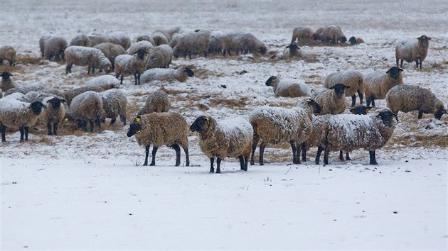 erstv snh zasypal i pasouc se stdo ovc u Hradce Krlov. (2. ledna 2017)