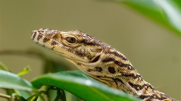 Aranka je rekordmankou. Z jejch sedmi snek se vylhlo celkem 48 mlat. 