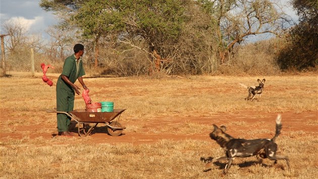 Psi hyenovit v nrodnm parku Mkomazi.