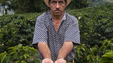 Sklize kávy na plantái v Kolumbii. (26. 7. 2016)