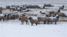 erstvý sníh zasypal i pasoucí se stádo ovcí u Hradce Králové. (2. ledna 2017)