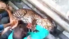 Leopard napadl návtvníky ZOO v Indii