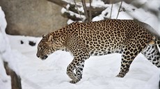 Náv�t�vník�m jihlavské zoologické zahrady se v t�chto dnech naskýtá neobvyklý...