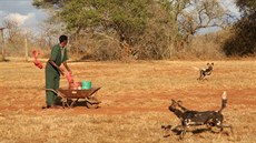 Psi hyenovití v národním parku Mkomazi.