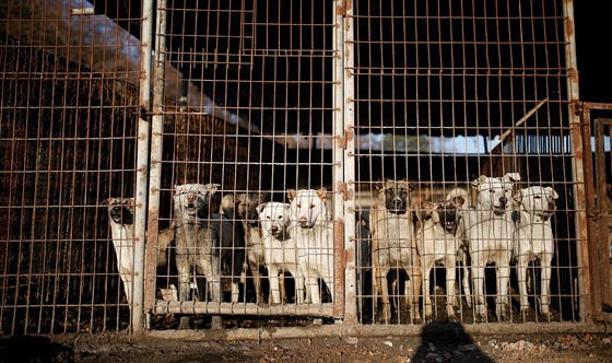 Více než dvě stovky psů zachránili američtí aktivisté z psí farmy v...