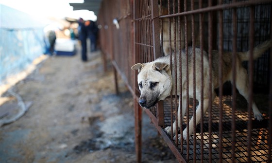 Více než dvě stovky psů zachránili američtí aktivisté z psí farmy v...