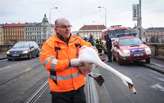Hasiči odchytávali na Palackého mostě v Praze dvě zraněné labutě, které...