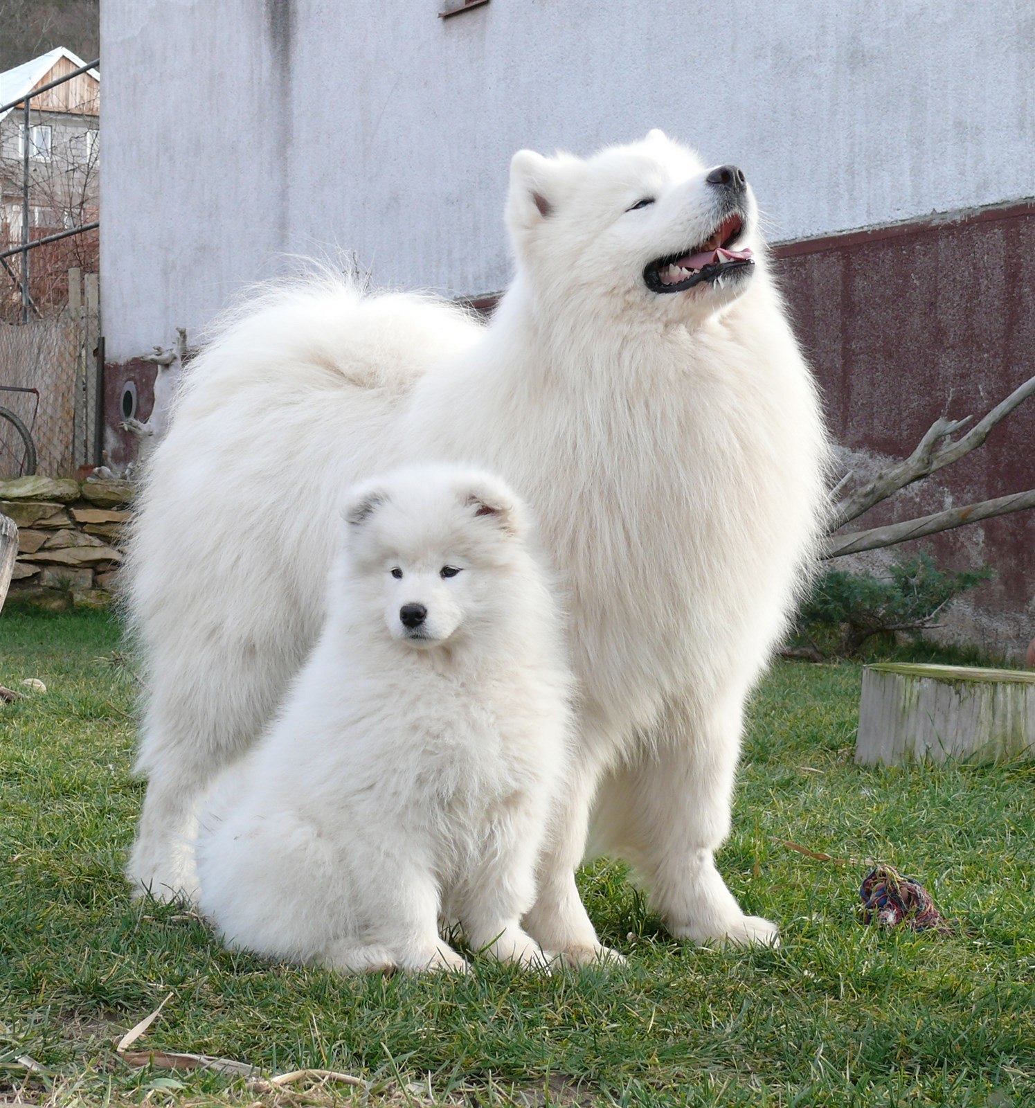 Samojed je usměvavý klaun, z jehož srsti si klidně můžete uplést svetr