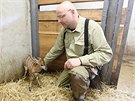Chovatel Martin Slepica se v jihlavské zoo stará taky o malou antilopu nyalu...